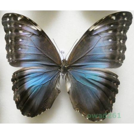 Morpho peleides Kollar, 1850 female Columbia 121mm6a